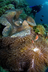 Giant Clam + Anemone + Diver: Twin Rocks, Anilao by Tony Cherbas 